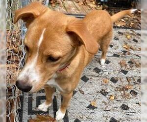 Labbe Dogs for adoption in Coventry, CT, USA