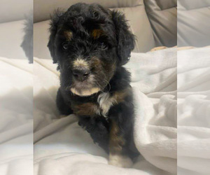 Bernedoodle Puppy for Sale in PAONIA, Colorado USA