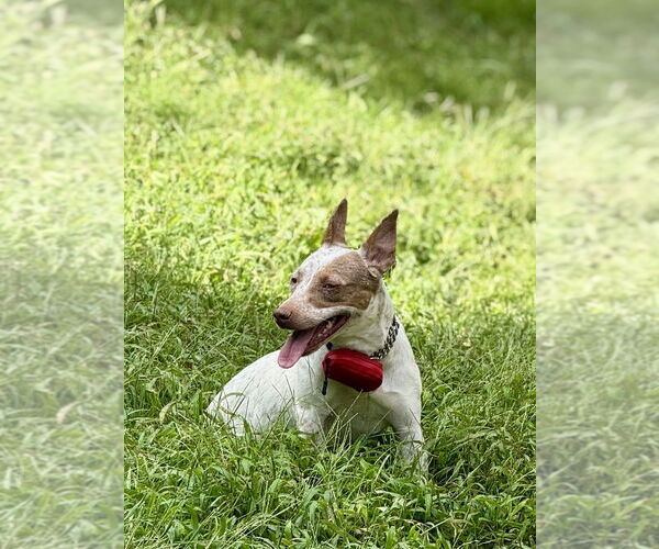 Medium Photo #4 Mutt Puppy For Sale in Mooresville, NC, USA