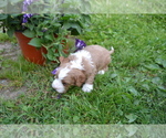 Small Photo #4 Cavapoo Puppy For Sale in GREENWOOD, WI, USA