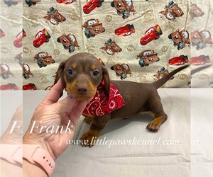 Dachshund Puppy for sale in WINNSBORO, LA, USA