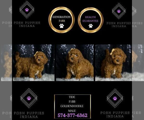 Medium Photo #6 Goldendoodle (Miniature) Puppy For Sale in WARSAW, IN, USA