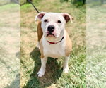 Small #1 American Bulldog-Labrador Retriever Mix