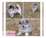 Puppy Minnie Pomsky