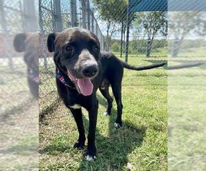Labrador Retriever-Unknown Mix Dogs for adoption in Pasadena, TX, USA