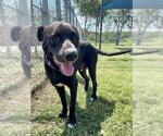 Small Labrador Retriever Mix