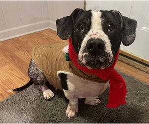 Basset Hound-Unknown Mix Dogs for adoption in Clarkston, MI, USA