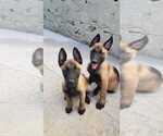 Small Photo #3 Belgian Malinois Puppy For Sale in SAN DIEGO, CA, USA