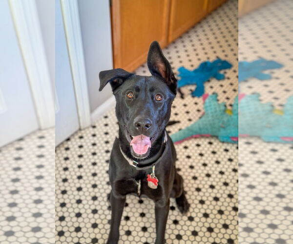 Medium Photo #7 Shepradors Puppy For Sale in San Diego, CA, USA