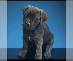 Cane Corso Puppy for sale in TURLOCK, CA, USA