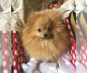 Pomeranian Puppy for sale in RESEDA, CA, USA