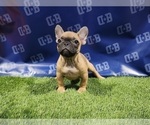 Small Photo #4 French Bulldog Puppy For Sale in DUNCANVILLE, TX, USA
