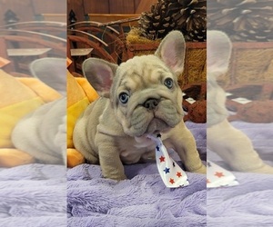 French Bulldog Puppy for sale in YANTIS, TX, USA