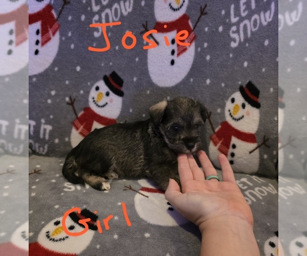 Medium Photo #32 Chizer Puppy For Sale in MONTEZUMA, GA, USA