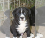 Puppy 3 Boxweiler