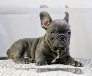 French Bulldog Puppy for sale in BROOKLYN, NY, USA