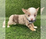Small #16 Chihuahua
