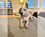 Small #2 Dogo Argentino Mix