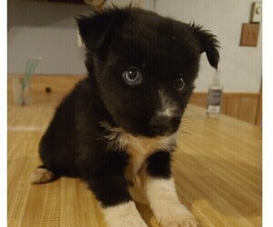 Alaskan Husky-Chihuahua Mix Puppy for sale in LEETONIA, OH, USA