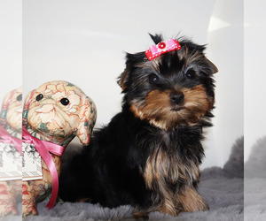 Yorkshire Terrier Puppy for sale in LOS ANGELES, CA, USA