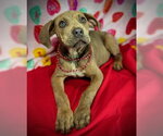 Small #5 Black Mouth Cur-Catahoula Leopard Dog Mix
