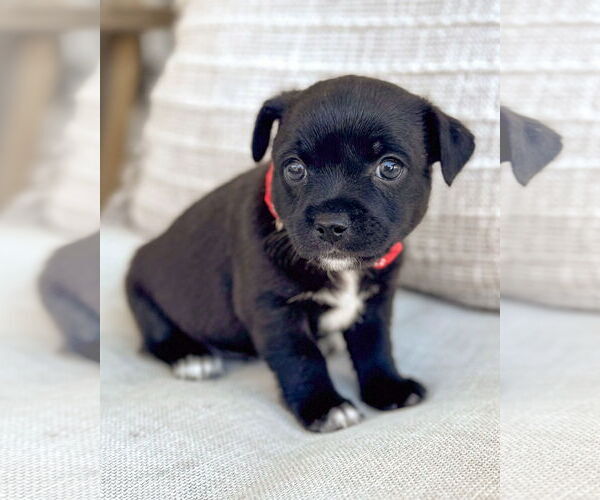 Medium Photo #1 Chihuahua-Unknown Mix Puppy For Sale in Corona, CA, USA