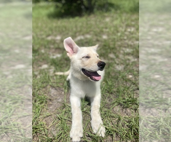 Medium Photo #4 German Shepherd Dog Puppy For Sale in ALACHUA, FL, USA