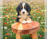 Small #3 Bernese Mountain Dog