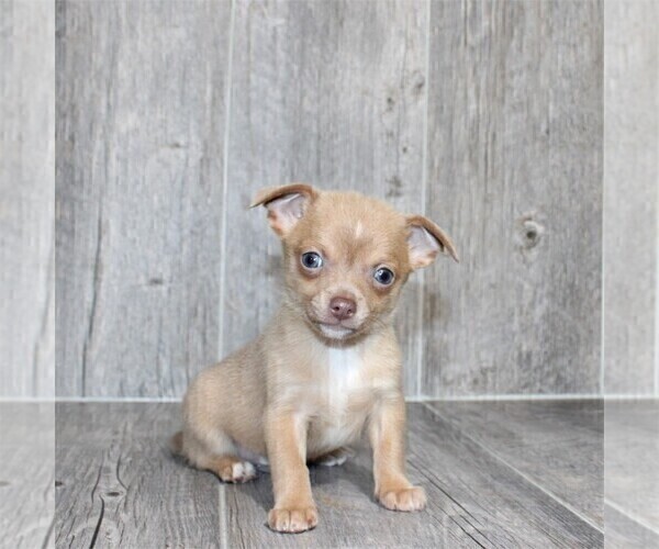 Medium Photo #27 Chihuahua Puppy For Sale in NAPLES, FL, USA