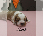 Small #6 Cavalier King Charles Spaniel
