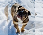 Small Photo #4 English Bulldogge Puppy For Sale in CARSON CITY, NV, USA