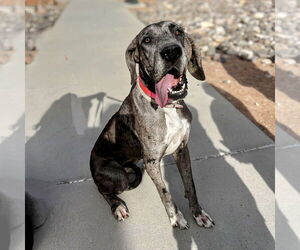 Great Dane Dogs for adoption in Vail, AZ, USA