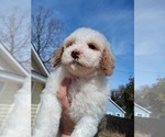 Small #31 Goldendoodle (Miniature)