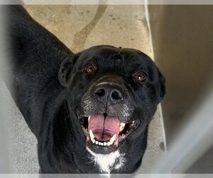 American Pit Bull Terrier-Labrador Retriever Mix Dogs for adoption in Downey, CA, USA