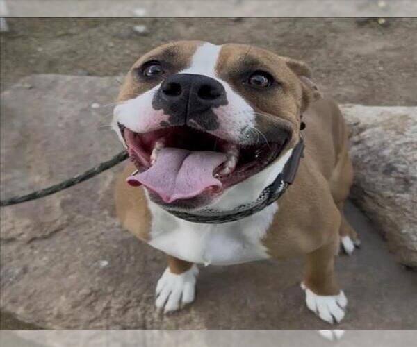 Medium Photo #1 Mutt Puppy For Sale in Las Vegas, NV, USA