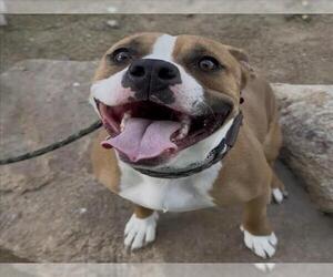 Mutt Dogs for adoption in Las Vegas, NV, USA