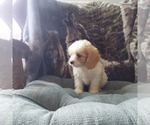 Small Photo #4 Cavapoo Puppy For Sale in FRYTOWN, IA, USA