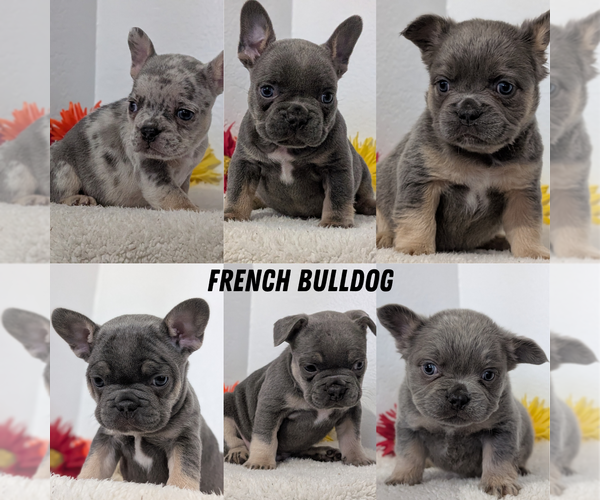 Medium Photo #13 French Bulldog Puppy For Sale in GOSHEN, IN, USA