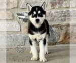 Small #1 Gerberian Shepsky
