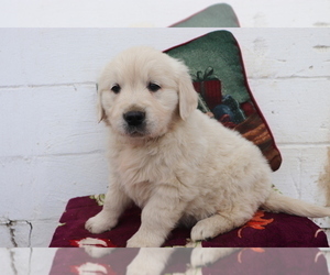 English Cream Golden Retriever Puppy for sale in SHILOH, OH, USA