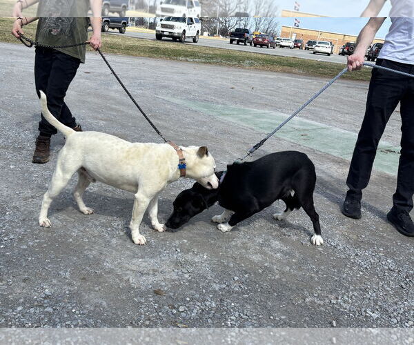 Medium Photo #3 Mutt Puppy For Sale in Rustburg, VA, USA