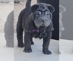 Puppy Bonnie Chinese Shar-Pei