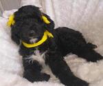 Small Photo #12 Sheepadoodle Puppy For Sale in RIALTO, CA, USA
