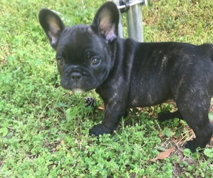 French Bulldog Puppy for sale in HILDEBRAN, NC, USA