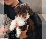 Small #3 Bernedoodle (Miniature)