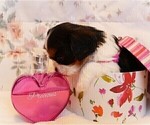 Small Photo #3 Cavalier King Charles Spaniel Puppy For Sale in MARCELLUS, MI, USA
