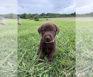 Labrador Retriever Puppy for sale in GREENVILLE, NC, USA