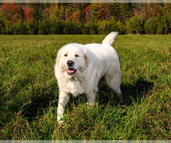 Medium Photo #3 Great Pyrenees Puppy For Sale in Croydon, NH, USA