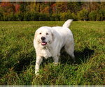 Small #2 Great Pyrenees