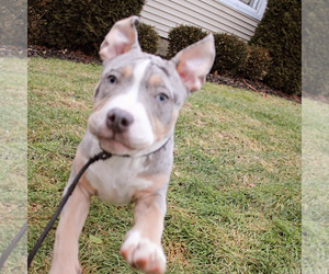 American Bully Puppy for sale in NORWALK, CT, USA